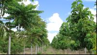 Reflorestamento para fins produtivos no sul da Bahia (Foto: WRI Brasil)