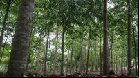 Área de silvicultura com espécies nativas da Mata Atlântica