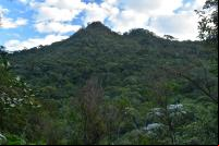 Área de floresta no Rio de Janeiro