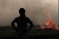 Incêndios estão ocorrendo com uma frequência sete vezes maior do que em 1950 (Foto: CIAT/Flickr)