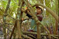 New research shows that the world loses 50 soccer fields' of forest every minute of every day. Photo credit: Daniel Murdiyarso, Center for International Forestry Research (CIFOR)