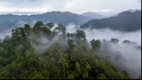 imágem aérea de ampla floresta com névoa entre as árvores