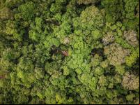Restauração florestal pode amenizar o cenário de emissões originadas pelo desmatamento (Foto: Preta Terra)