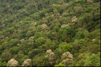 Área de Mata Atlântica na Serra da Mantiqueira (foto: Erik Lopes/TNC)