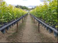 Mudas de jequitibá cultivadas desde a semente