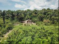 Potencial da floresta em pé é um trunfo para a economia brasileira e as comunidades locais (foto: Preta Terra)