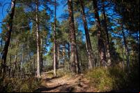 Área florestal em Oslo, uma das cidades membro da iniciativa Cities4Forests (Foto: Geir Friestad/Flickr)