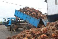 Caminhão descarregando o fruto do óleo de palma (Foto: African Hope/Wikimedia Commons)