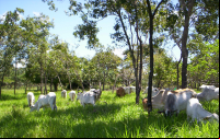 pastagem ecológica pecuária sustentável renovando paisagens