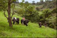 Árvores e pasto com gado