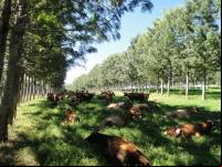 bois descansam na sombra de árvores plantadas em sistema  Integração, Lavoura, Pecuária e Floresta (ILPF)