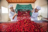 mulheres despejam caixa de acerola para beneficiamento