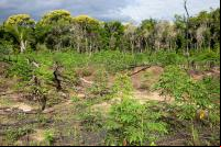 Área de restauração em Juruti, no Pará 