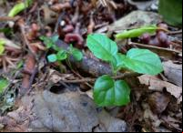 Folhas em área de floresta