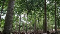 Área de floresta restaurada na Mata Atlântica brasileira. (Foto: WRI Brasil)