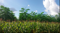 Sistemas Agroflorestais com milho e paricá