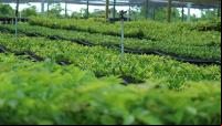 Viveiro de mudas de espécies nativas da empresa Symbiosis