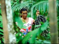 Mulher durante colheita do açaí em Belém, no Pará (Foto: Sidney Oliveira/AG Pará)
