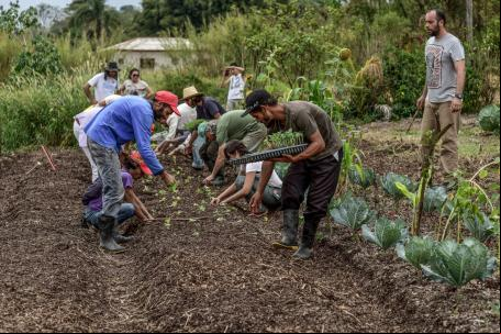 Agricultores implantam SAF