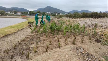 Jardins filtrantes em Niterói