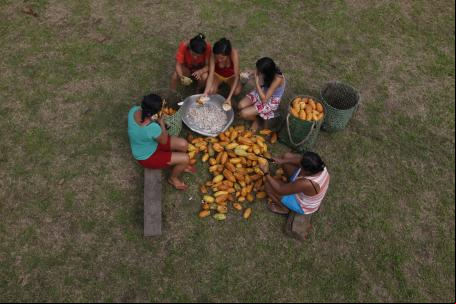Mulheres quebrando cacau nativo na região do rio Madeira, em Novo Aripuanã, Amazonas
