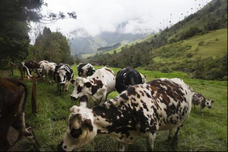 Gado pastando em uma área próxima à cidade de Salento, no entorno da floresta nublada Bosque de Niebla, na Colômbia