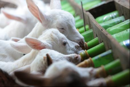 Animais se alimentam