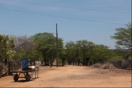 Vegetação da Caatinga