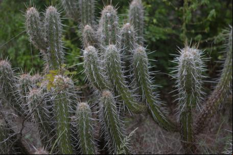 Cactos, vegetação típica da Caatinga
