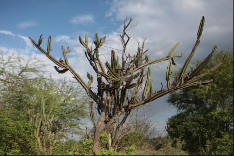 Vegetação da Caatinga