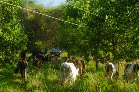Localizada em Minas Gerais, a Fazenda Mangalô Agroflorestal tem como foco a produção de leite. Com o objetivo de aliar agrofloresta e pecuária de maneira sustentável e financeiramente viável, o negócio desenvolveu um sistema chamado de pastagens agroflorestais, que possibilita a restauração de áreas de pastagem degradada, melhora da produtividade da pecuária leiteira e a geração de emprego e renda