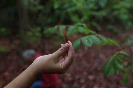 Área do professor da Escola do Campo de Afogados da Ingazeira, Adelmo dos Santos, onde são cultivadas mudas de espécies nativas da Caatinga