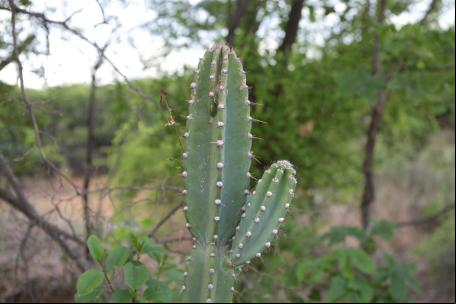 Visita a área de restauração na Caatinga