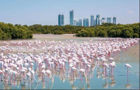 Flamingos-maiores na reserva de zonas úmidas Ras Al Khor, em Dubai