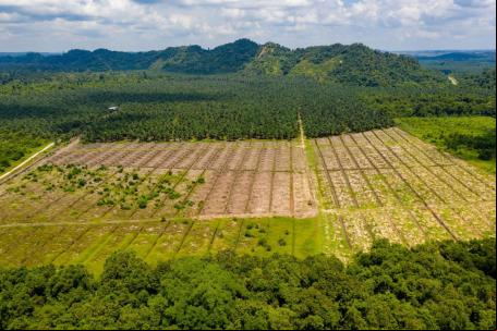 Na Malásia, uma ampla faixa de floresta tropical foi desmatada para dar lugar a uma plantação de óleo de palma.