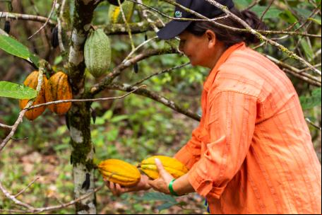 Agricultora de camisa rosa e boné do MST pegando dois cacaus de uma árvore.