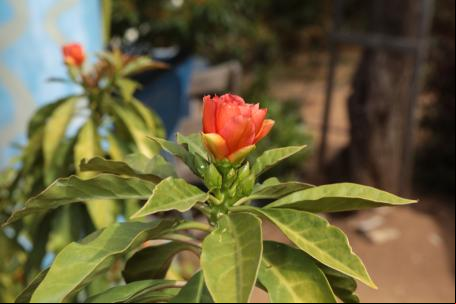 Flor da Caatinga