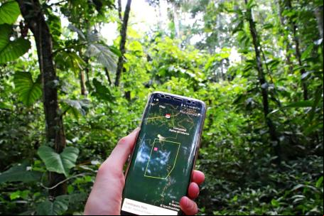 floresta monitoramento