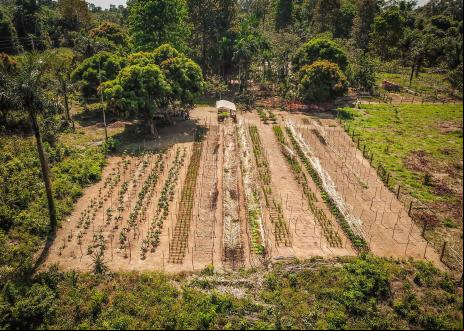 Vista área de plantio para restauração
