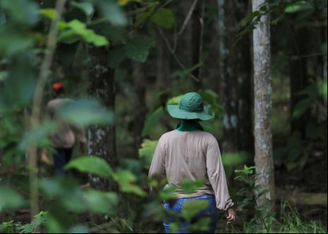 Trabalhadora caminha por área reflorestada