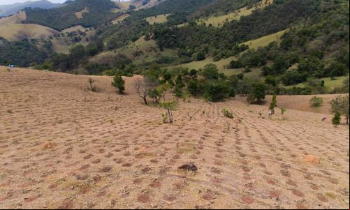 Projeto de restauração florestal na Mantiqueira (Foto: Andre Guerra/TNC)