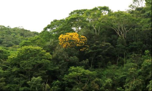 Remanescente de mata atlântica no interior de Minas Gerais (Foto: Aurelio Padovezi/WRI Brasil)