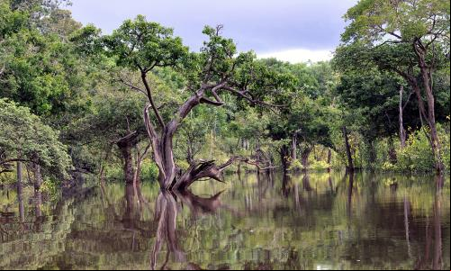 No Brasil, o avanço na agenda climática a pelas florestas (Foto: Amauri Aguiar/flickr)