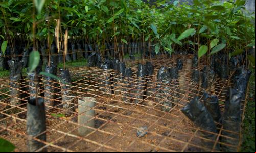 Viveiro com mudas de plantas nativas (Foto: Mokhamad Edliadi/CIFOR)