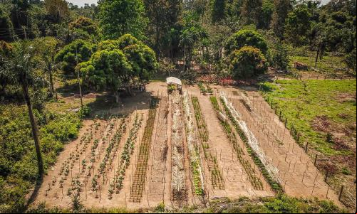 Vista área de plantio para restauração