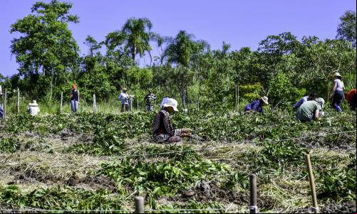 Mutirão de agricultores implantam SAF no Vale do Paraíba