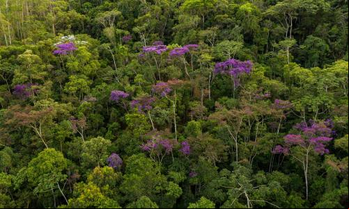 Floresta em Santa Maria, no Espírito Santo