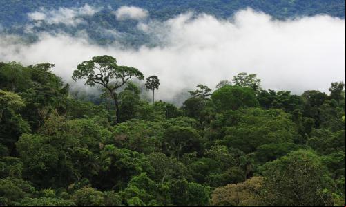 foto da copa das árvores na Amazônia em meio a nuvens