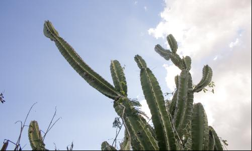 Mandacaru na Caatinga