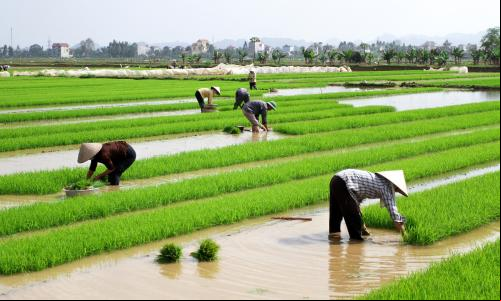 Imagem mostra agricultores trabalhando em campo de arroz
